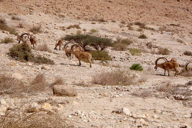 4WD Masada Ein Gedi Judea desert Dead Sea adventure 4x4 Tour. - Timing, comfort, and who should book