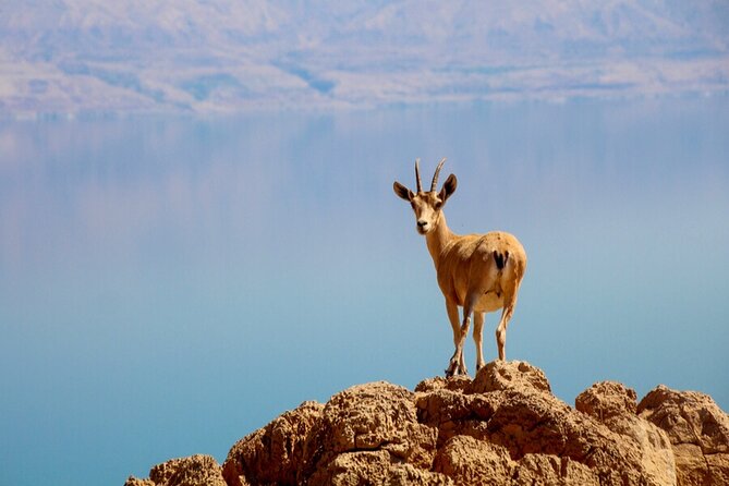 Desert Safari and Dead Sea Day Trip from Jerusalem - What the $160 price really covers