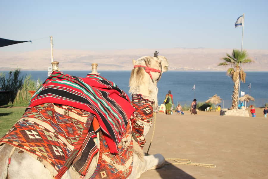From Tel Aviv: Dead Sea Self-Guided Chill-Out Day Trip - Floating, Mud, and Beach Time