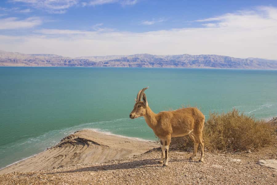 From Tel Aviv: Dead Sea Visit & Desert Safari - Floating in the Dead Sea