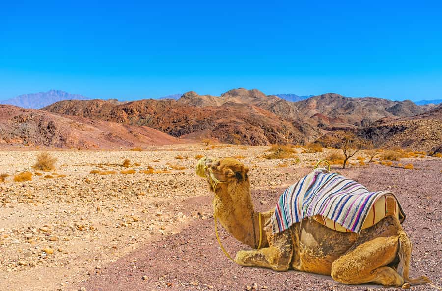 From Tel Aviv: Dead Sea Visit & Desert Safari - What to pack and how to prepare
