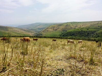 Golan Heights Tour