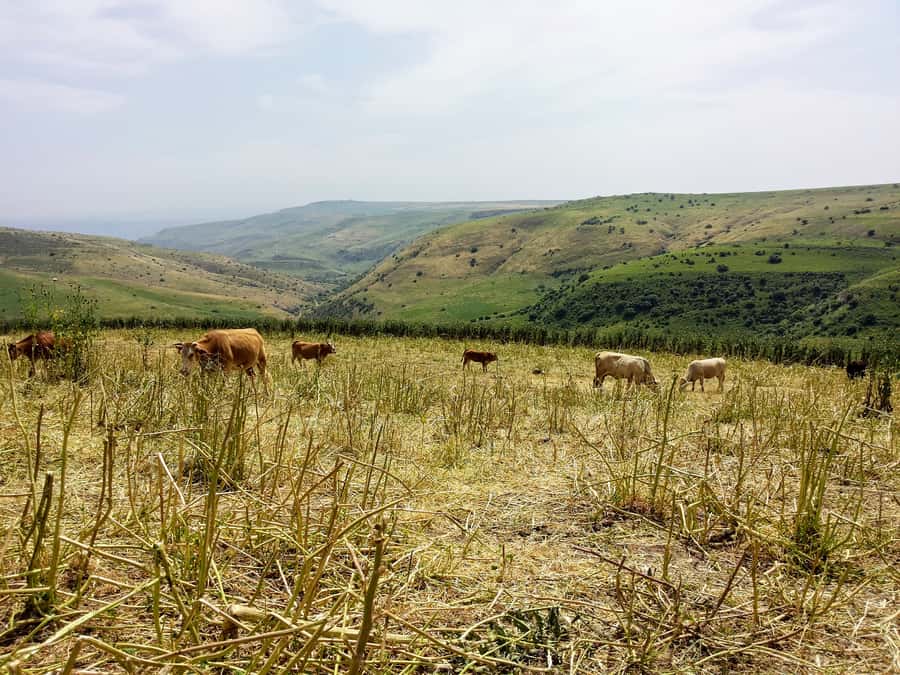 From Tel Aviv: Golan Heights Tour - Across the Plain of Armageddon