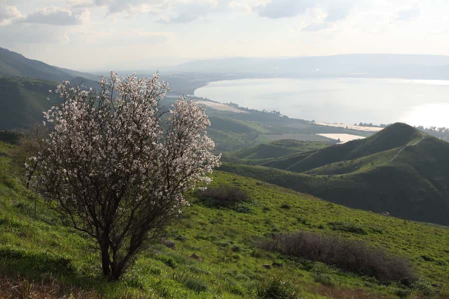 From Tel Aviv: Magdala, Mount of Beatitudes, and Cana Tour - Key points to know before booking