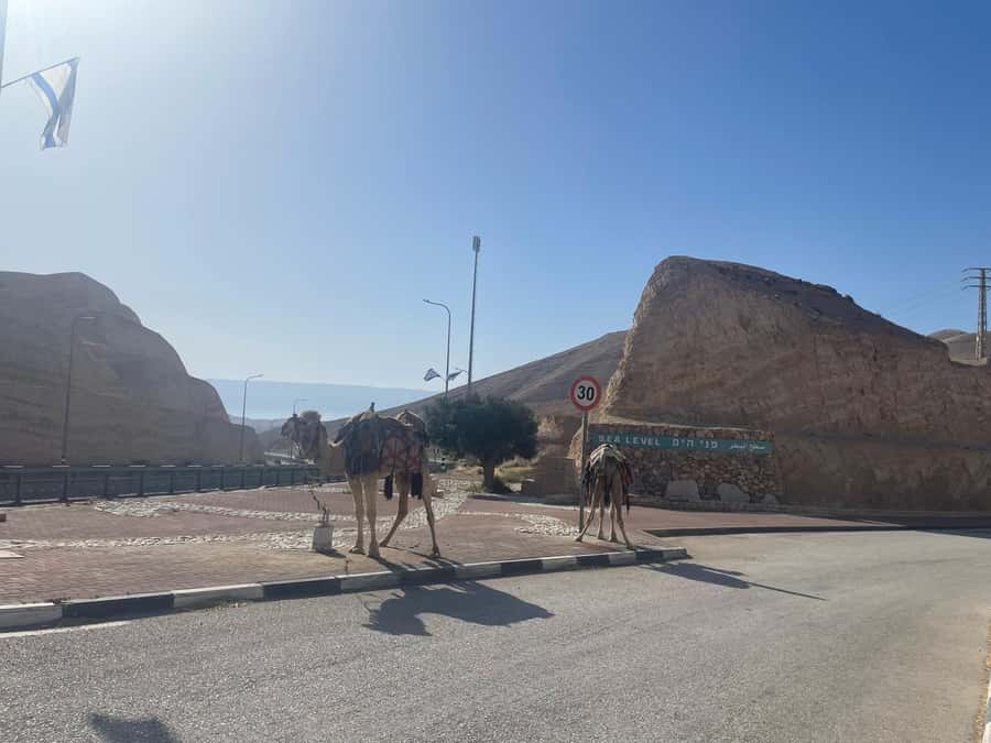 From Tel Aviv: Masada &Dead Sea Tour INCLUDING ENTRANCE FEES - Floating in the Dead Sea