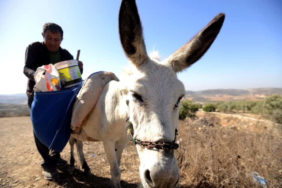 From Tel Aviv: West Bank Day Tour - Jericho, ancient ruins, and Mount of Temptation