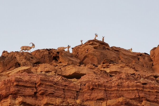 In Depth Introduction of the Ramon Crater - Starting in Mitzpe Ramon with a private vehicle