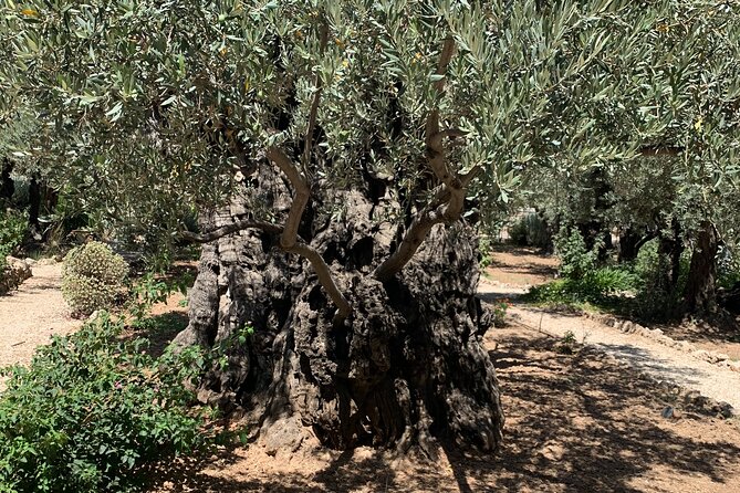 In The Footsteps of Jesus Day Tour - Dguide Self Guiding App - What this Jerusalem walking tour is really like