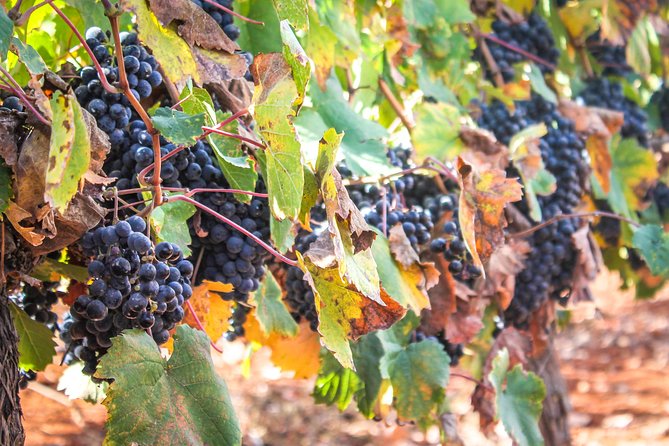 kosher Israel wine tour - Starting from Jerusalem and heading toward Binyamin