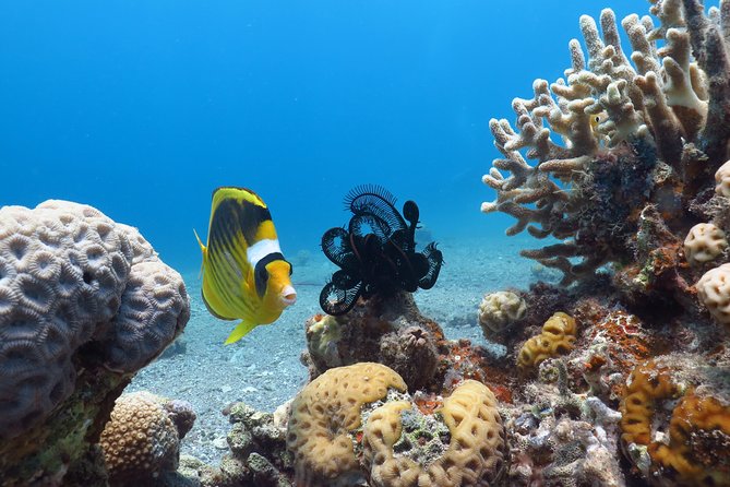 PADI Open Water Diver Course - 5 Days Scuba Diving - Confined Water: Four Sessions To Build Control