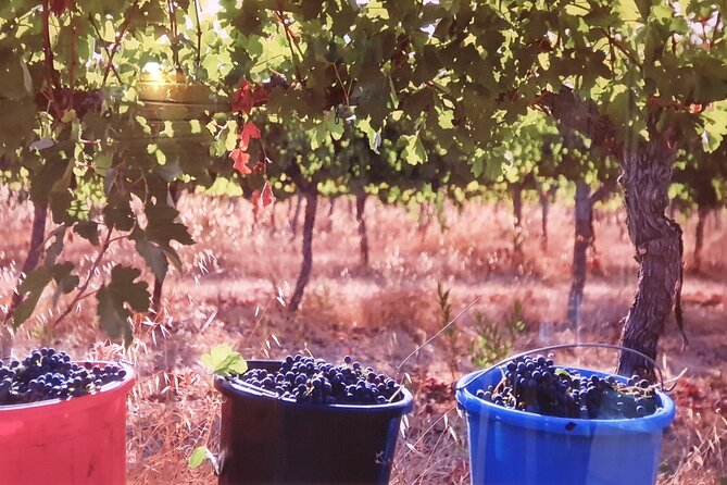 Private Israeli Wines Tour of the Central Israel - How much the $1,049.99 price buys you