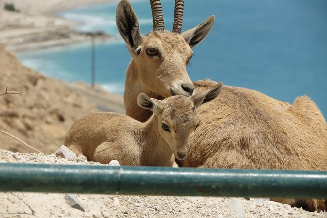 Private Tour: Dead Sea and Masada - Who will enjoy this experience most