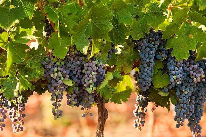 Private wine tour of Northern Israel - Lunch, timing, and the true price