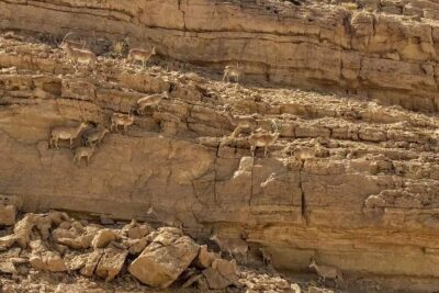 Ramon Crater Jeep Tour from Mitzpe Ramon