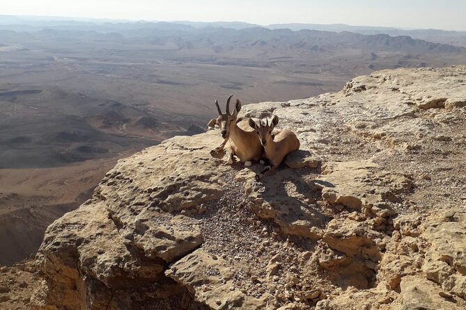 Rappelling Down the Ramon Crater Cliff - Why the Guides Matter So Much
