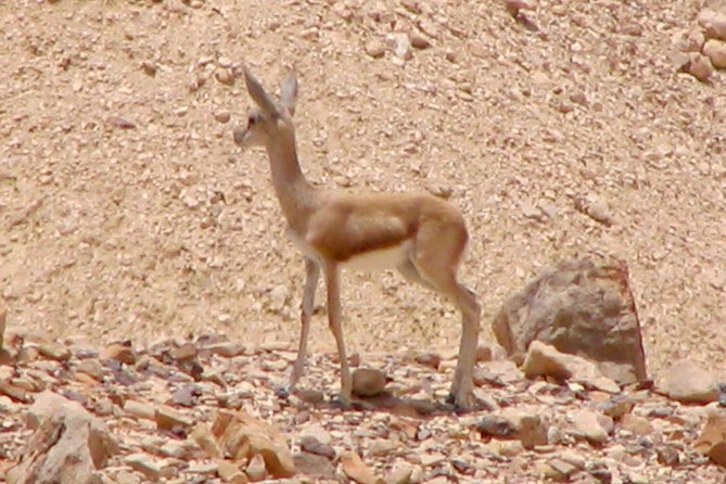 Two hour guided jeep tour in to and around the Ramon crater - The view from Mt Gvanim